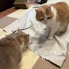 雨田甘夏、数珠つなぎです。【猫とサイズと小物事情】