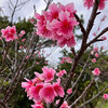 桜サク