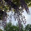 現実、に、存在する、主の宮