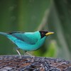 ズグロミツドリ(Green Honeycreeper)