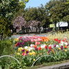 近隣の「潮田公園」で「八重桜、チューリップ等」見物！！（２）