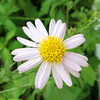 (182) Aster yomena