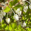 ドウダンツツジとガラスの花など