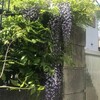 藤