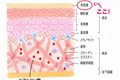 肌の構造とスキンケアのあり方①