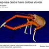 ええっ、真っ暗な深海に住むカニが、色彩感覚を持っていたのかい！？
