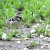 夕方の労働公園の野鳥を紹介（２０２０　０５２２）その３。