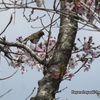 桜にウグイス🌸