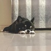 ペタんこワンコとエアコン大好きニャンコの日常