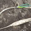 長葱の収穫と大根の回収