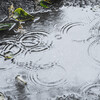 【カメラ】「雨の日は撮影出来ない」なんて勿体無い、雨の日こそ撮影のススメ