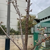 ありがとうございました