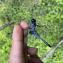 大塵塩蔵雑記帳