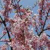 浦安にも河津桜