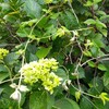 5月29日　月