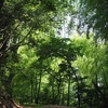 梅雨の森(2021年7月)