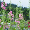 梅雨のお花たち。