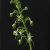 Habenaria sp.