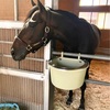 【一口馬主日記】レッドベルアーム編！