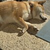 開幕戦のメンバーが楽しみすぎる件