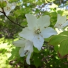 横根山～都室山　木々の花