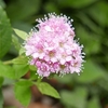 ムラサキシキブの花