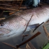 釣った魚が縮んだ話。