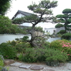 可哀そうなことをした　池庭の松