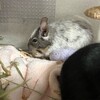 しろごまあん1119日目