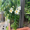 ゆり開花♪