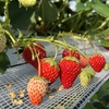 完熟いちご🍓狩り情報　１月５日(水)開園日です‼️💕🍀