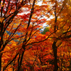 絶景かな 絶景かな 　高尾山、三頭山の紅葉