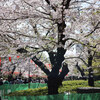 上野恩賜公園　桜