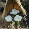 『引き分け以上で日本も準々決勝へ』