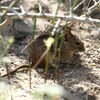 ヨスジクサマウス(Four-striped Grass Mouse)