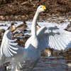福島市・あぶくま親水公園にハクチョウさんが来ています