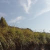 最後最後といいながらの収穫^^