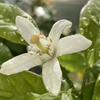 アジアな空間　その２０１２４　みかんの花が咲いた後　の巻