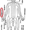 五臓六腑の三焦とはどういうものか