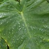 雨によるプチ鬱？？☔