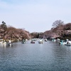 桜の誘惑にはコロナの自粛も勝てぬ...な、井の頭池の桜