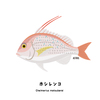 奄美群島の固有種！ホシレンコさん
