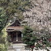 京都御苑の宗像神社、梅と水仙、それに小鳥