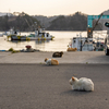 東北東部北離島のねこさん