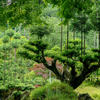 北山大台杉. ７点