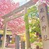 小さな境内は春爛漫！桜とミモザが咲き誇る蔵前神社へ～現在の開花状況と見ごろ～