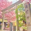 小さな境内は春爛漫！桜とミモザが咲き誇る蔵前神社へ～現在の開花状況と見ごろ～