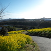 神戸総合運動公園「コスモスの丘」へ満開の菜の花を観賞に
