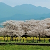 サクラサク季節到来！どうなる今年のお花見事情！