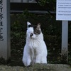 某所の猫２＆今日の独り言